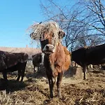 Lüks kamp alanı Agroping Korosajt Muhely Nemesbükk