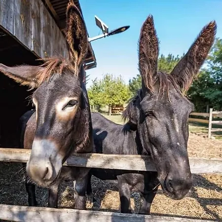 אוהל מפואר Agroping Korosajt Muhely Nemesbükk