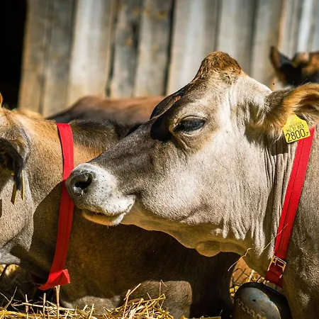 Agroping Korosajt Muhely Luxuszelt Nemesbükk
