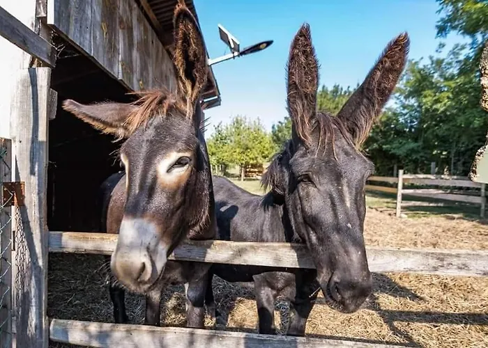 אוהל מפואר Agroping Korosajt Muhely Nemesbükk