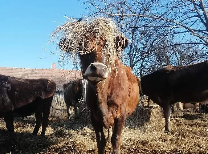 אוהל מפואר Agroping Korosajt Muhely Nemesbükk