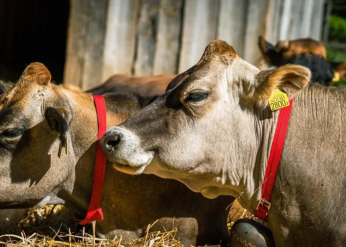 Agroping Korosajt Muhely אוהל מפואר Nemesbükk